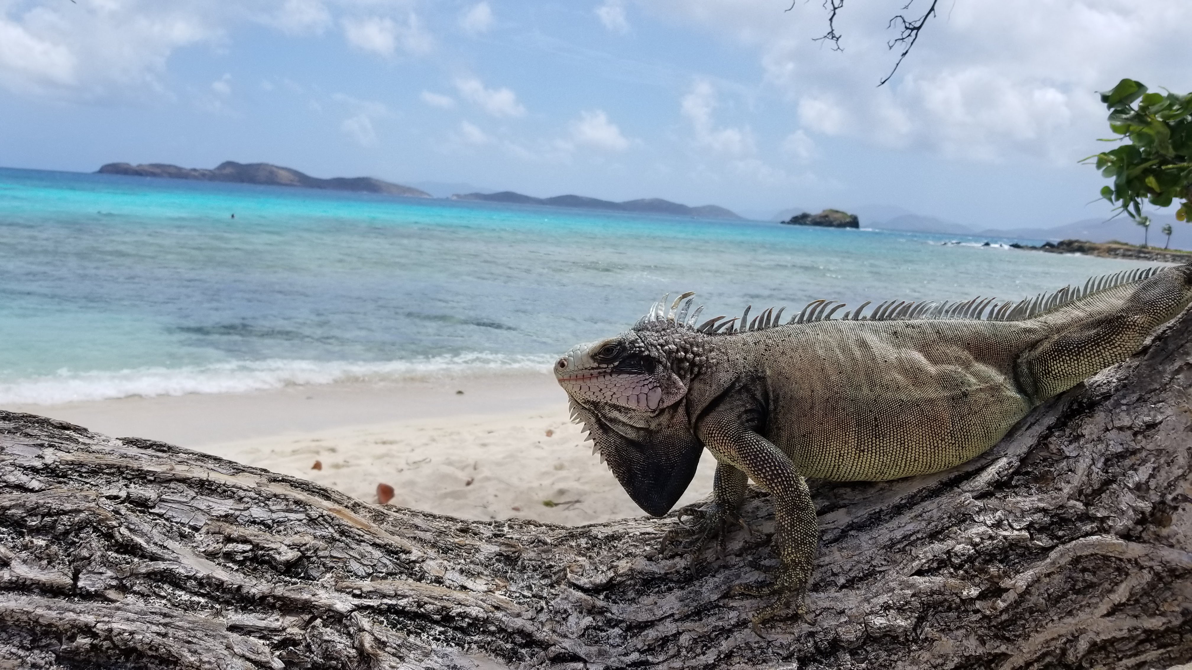 iguana